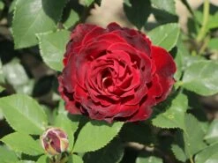 Beetrose 'Heinz Winkler' -Edelrosen Geschaft beetrose heinz winkler m122074 w 4