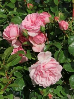 Beetrose 'Home & Garden' ® 20 Beetrose 'Home & Garden' ® -Edelrosen Geschaft beetrose home garden m003012 w 0