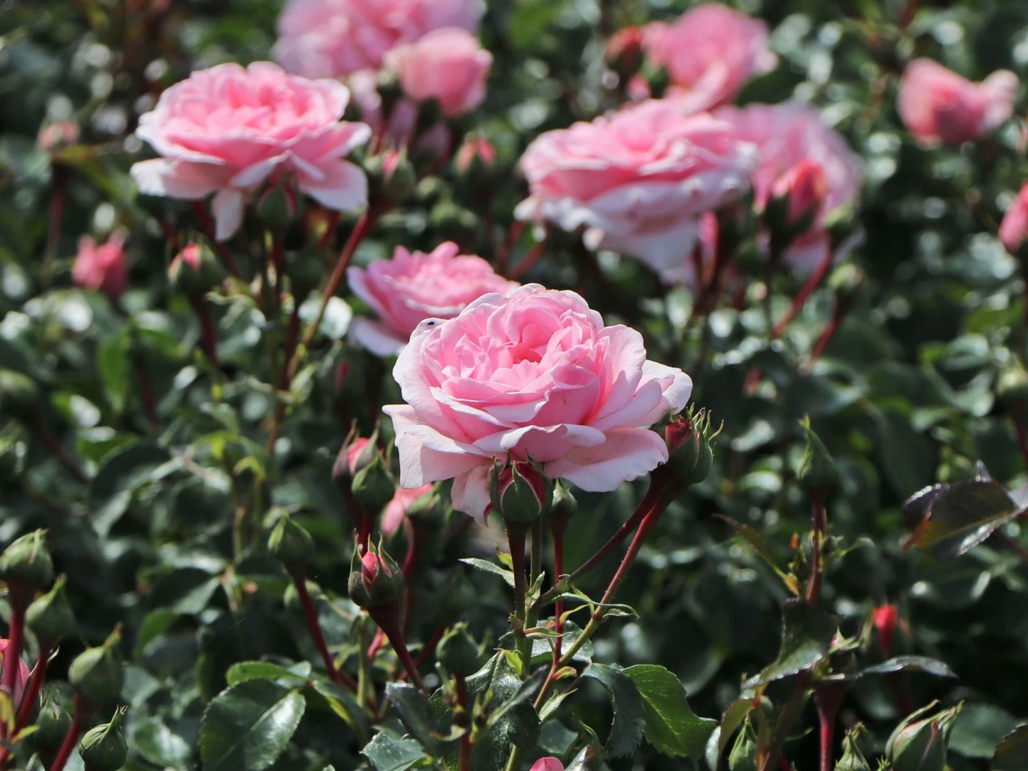 Beetrose 'Home & Garden' ® 3 Beetrose 'Home & Garden' ® – Bild 3