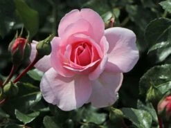 Beetrose 'Home & Garden' ® 16 Beetrose 'Home & Garden' ® -Edelrosen Geschaft beetrose home garden m003012 w 3