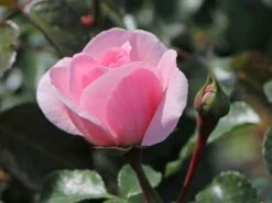 Beetrose 'Home & Garden' ® 17 Beetrose 'Home & Garden' ® -Edelrosen Geschaft beetrose home garden m003012 w 5