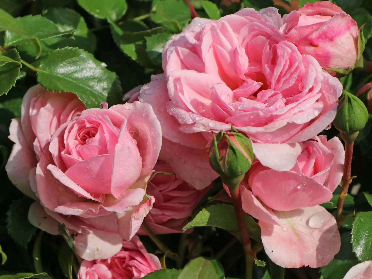 Beetrose 'Home & Garden' ® 8 Beetrose 'Home & Garden' ® – Bild 8