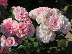 Beetrose 'Home & Garden' ® 15 Beetrose 'Home & Garden' ® -Edelrosen Geschaft beetrose home garden m003012 w 7