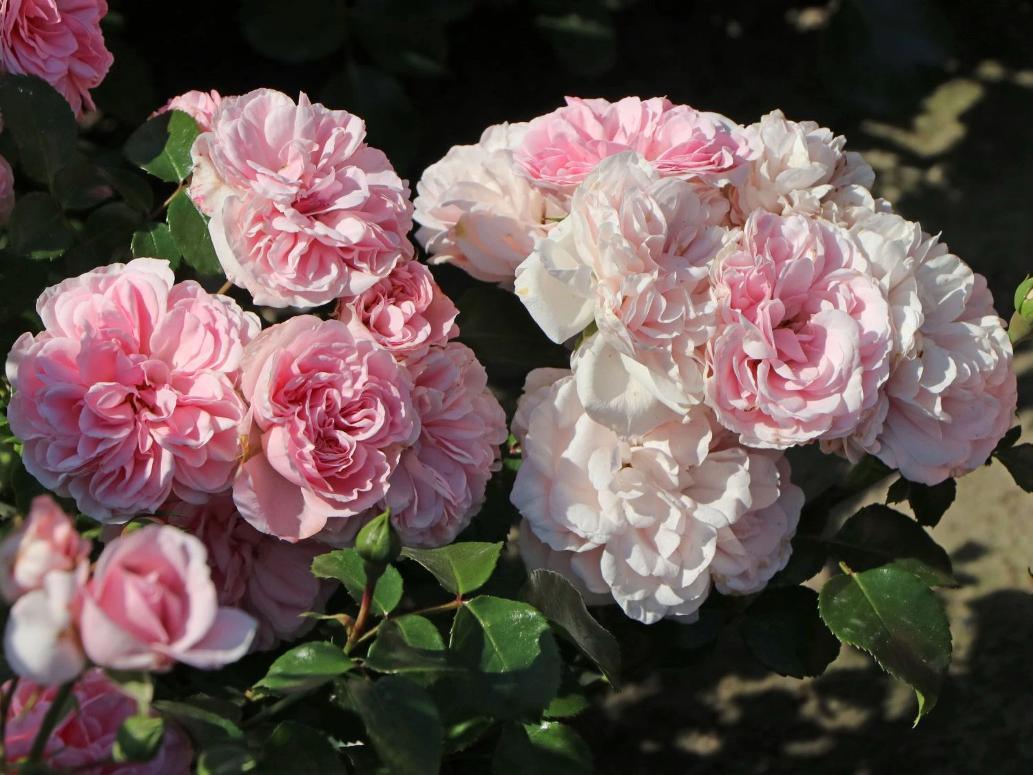 Beetrose 'Home & Garden' ® 5 Beetrose 'Home & Garden' ® – Bild 5