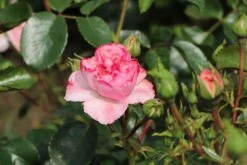 Beetrose 'Home & Garden' ® 19 Beetrose 'Home & Garden' ® -Edelrosen Geschaft beetrose home garden m003012 w 8