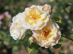 Beetrose 'Isarperle' ®