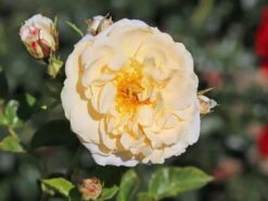 Beetrose 'Isarperle' ® -Edelrosen Geschaft beetrose isarperle m059976 w 0