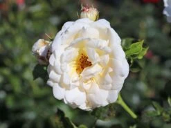 Beetrose 'Isarperle' ® -Edelrosen Geschaft beetrose isarperle m059976 w 1