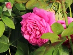 Beetrose 'Jennifer Rose' -Edelrosen Geschaft beetrose jennifer rose m122152 w 0