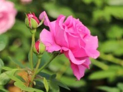 Beetrose 'Jennifer Rose' -Edelrosen Geschaft beetrose jennifer rose m122152 w 1