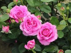 Beetrose 'Jennifer Rose' -Edelrosen Geschaft beetrose jennifer rose m122152 w 10