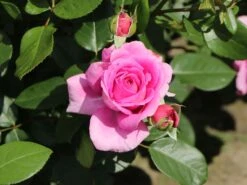 Beetrose 'Jennifer Rose' -Edelrosen Geschaft beetrose jennifer rose m122152 w 2