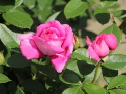 Beetrose 'Jennifer Rose' -Edelrosen Geschaft beetrose jennifer rose m122152 w 4