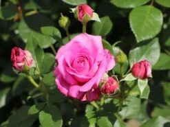 Beetrose 'Jennifer Rose' -Edelrosen Geschaft beetrose jennifer rose m122152 w 5