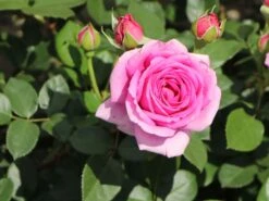 Beetrose 'Jennifer Rose' -Edelrosen Geschaft beetrose jennifer rose m122152 w 6