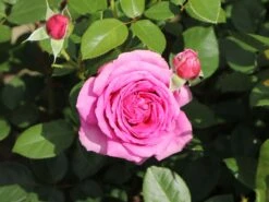 Beetrose 'Jennifer Rose' -Edelrosen Geschaft beetrose jennifer rose m122152 w 8