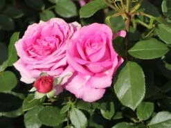 Beetrose 'Jennifer Rose' -Edelrosen Geschaft beetrose jennifer rose m122152 w 9