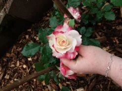 Beetrose 'Jubilé Du Prince De Monaco' 27 Beetrose 'Jubilé Du Prince De Monaco' -Edelrosen Geschaft beetrose jubilee du prince de monaco m002810 927416 0