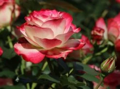 Ausgewählte Produkte 23 Beetrose 'Jubilé Du Prince De Monaco'