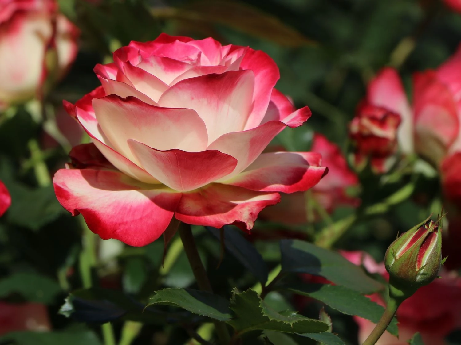 Beetrose 'Jubilé Du Prince De Monaco' 1 Beetrose 'Jubilé Du Prince De Monaco'