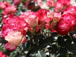 Beetrose 'Jubilé Du Prince De Monaco' 17 Beetrose 'Jubilé Du Prince De Monaco' -Edelrosen Geschaft beetrose jubilee du prince de monaco m002810 w 0