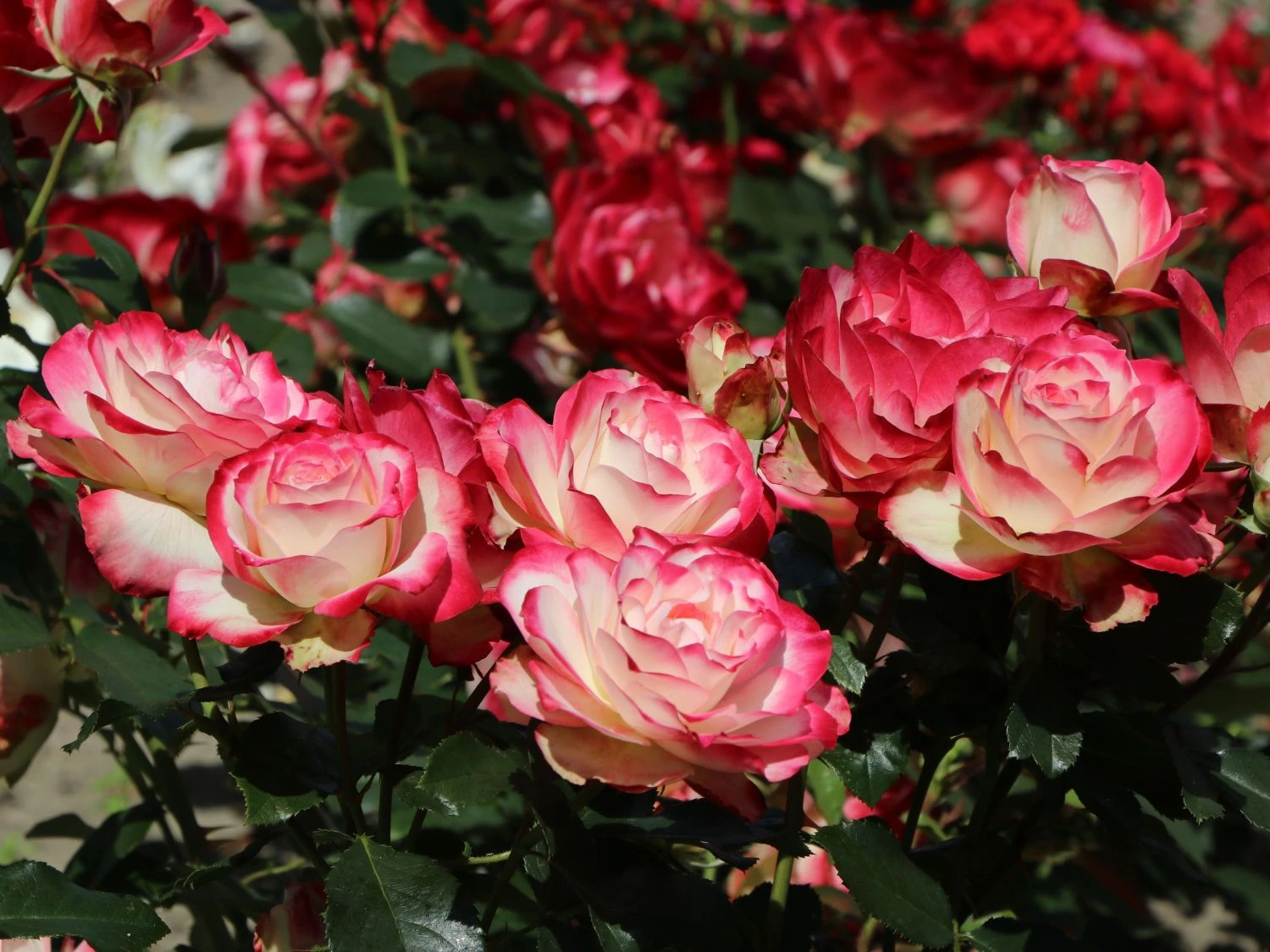 Beetrose 'Jubilé Du Prince De Monaco' 2 Beetrose 'Jubilé Du Prince De Monaco' – Bild 2