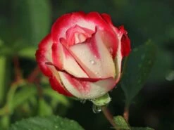 Beetrose 'Jubilé Du Prince De Monaco' 19 Beetrose 'Jubilé Du Prince De Monaco' -Edelrosen Geschaft beetrose jubilee du prince de monaco m002810 w 10