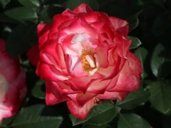 Beetrose 'Jubilé Du Prince De Monaco' 20 Beetrose 'Jubilé Du Prince De Monaco' -Edelrosen Geschaft beetrose jubilee du prince de monaco m002810 w 2