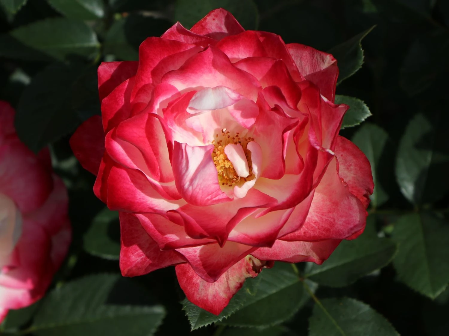 Beetrose 'Jubilé Du Prince De Monaco' 6 Beetrose 'Jubilé Du Prince De Monaco' – Bild 6