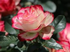 Beetrose 'Jubilé Du Prince De Monaco' 18 Beetrose 'Jubilé Du Prince De Monaco' -Edelrosen Geschaft beetrose jubilee du prince de monaco m002810 w 3