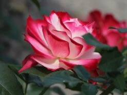 Beetrose 'Jubilé Du Prince De Monaco' 22 Beetrose 'Jubilé Du Prince De Monaco' -Edelrosen Geschaft beetrose jubilee du prince de monaco m002810 w 4