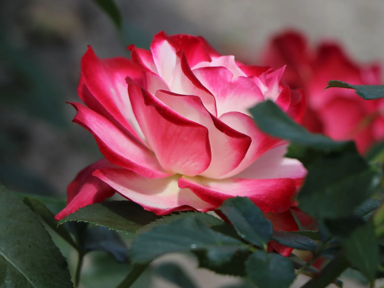 Beetrose 'Jubilé Du Prince De Monaco' 8 Beetrose 'Jubilé Du Prince De Monaco' – Bild 8