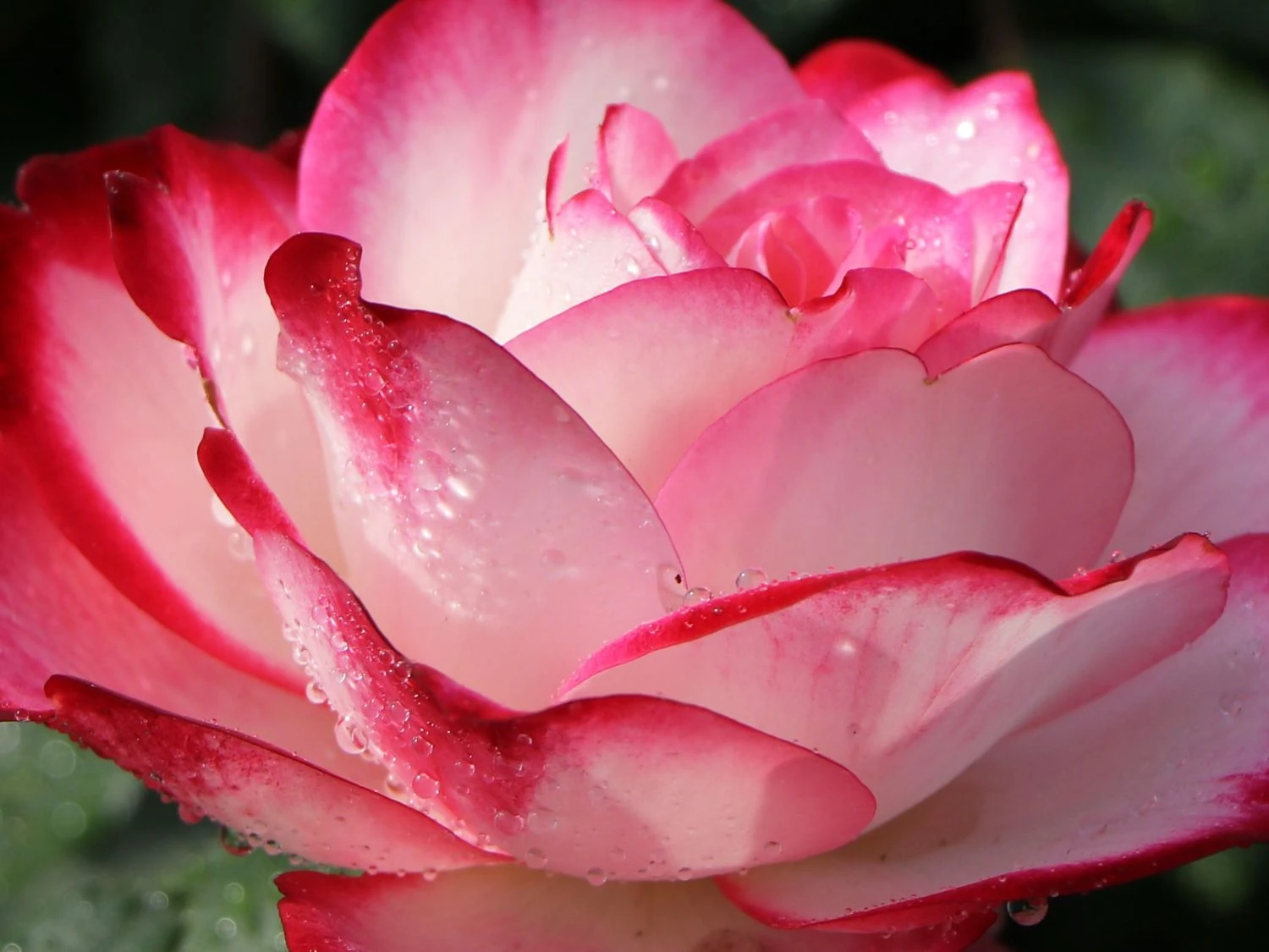 Beetrose 'Jubilé Du Prince De Monaco' 7 Beetrose 'Jubilé Du Prince De Monaco' – Bild 7