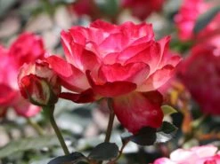 Beetrose 'Jubilé Du Prince De Monaco' 24 Beetrose 'Jubilé Du Prince De Monaco' -Edelrosen Geschaft beetrose jubilee du prince de monaco m002810 w 6