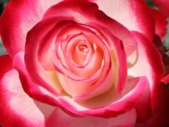 Beetrose 'Jubilé Du Prince De Monaco' 23 Beetrose 'Jubilé Du Prince De Monaco' -Edelrosen Geschaft beetrose jubilee du prince de monaco m002810 w 7