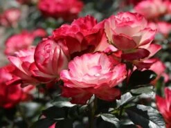 Beetrose 'Jubilé Du Prince De Monaco' 26 Beetrose 'Jubilé Du Prince De Monaco' -Edelrosen Geschaft beetrose jubilee du prince de monaco m002810 w 8