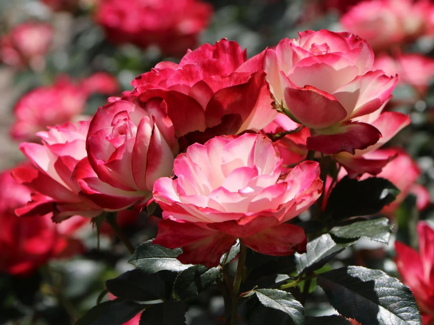 Beetrose 'Jubilé Du Prince De Monaco' 12 Beetrose 'Jubilé Du Prince De Monaco' – Bild 12