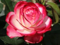 Beetrose 'Jubilé Du Prince De Monaco' 25 Beetrose 'Jubilé Du Prince De Monaco' -Edelrosen Geschaft beetrose jubilee du prince de monaco m002810 w 9