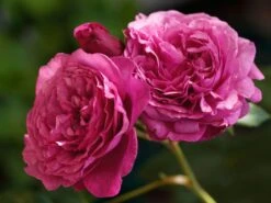 Beetrose 'Kaffe Fassett Rose' ®