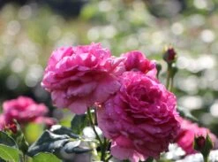 Beetrose 'Kaffe Fassett Rose' ® 18 Beetrose 'Kaffe Fassett Rose' ® -Edelrosen Geschaft beetrose kaffe fassett rose m111216 w 1