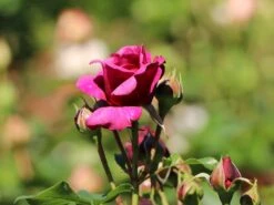 Beetrose 'Kaffe Fassett Rose' ® 23 Beetrose 'Kaffe Fassett Rose' ® -Edelrosen Geschaft beetrose kaffe fassett rose m111216 w 10