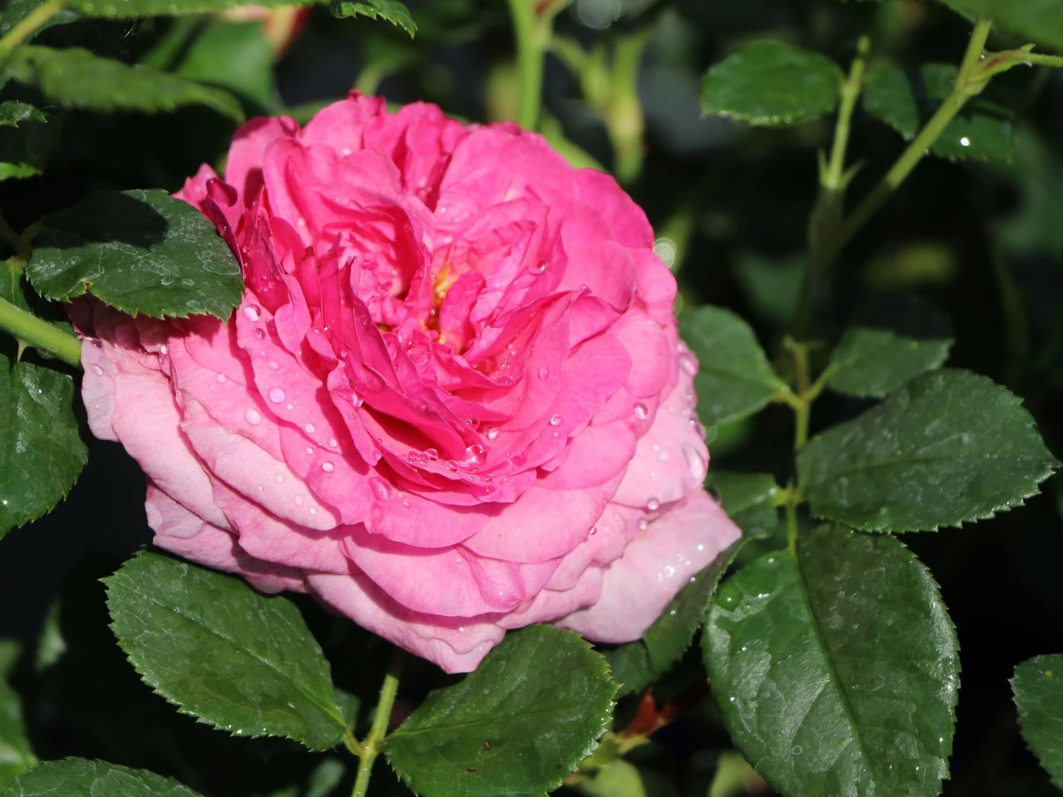 Beetrose 'Kaffe Fassett Rose' ® 4 Beetrose 'Kaffe Fassett Rose' ® – Bild 4