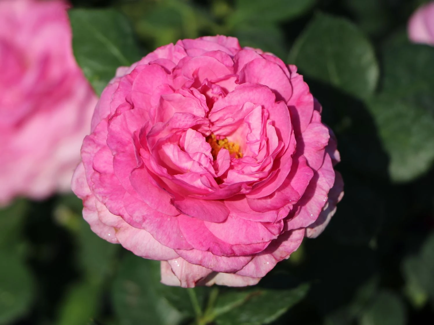 Beetrose 'Kaffe Fassett Rose' ® 5 Beetrose 'Kaffe Fassett Rose' ® – Bild 5