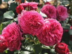 Beetrose 'Kaffe Fassett Rose' ® 20 Beetrose 'Kaffe Fassett Rose' ® -Edelrosen Geschaft beetrose kaffe fassett rose m111216 w 5