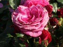 Beetrose 'Kaffe Fassett Rose' ® 21 Beetrose 'Kaffe Fassett Rose' ® -Edelrosen Geschaft beetrose kaffe fassett rose m111216 w 7