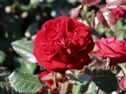 Beetrose 'Kordes Rose Mariandel' ®