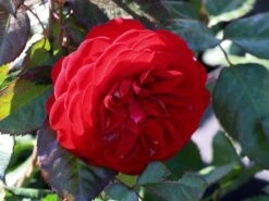 Beetrose 'Kordes Rose Mariandel' ® -Edelrosen Geschaft beetrose kordes rose mariandel m005702 w 0