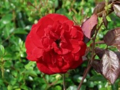 Beetrose 'Kordes Rose Mariandel' ® -Edelrosen Geschaft beetrose kordes rose mariandel m005702 w 1