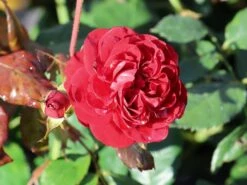 Beetrose 'Kordes Rose Mariandel' ® -Edelrosen Geschaft beetrose kordes rose mariandel m005702 w 2