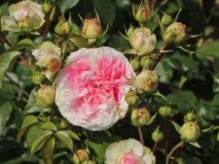 Beetrose 'Kurfürstin Sophie' ® -Edelrosen Geschaft beetrose kurfuerstin sophie m056211 w 0